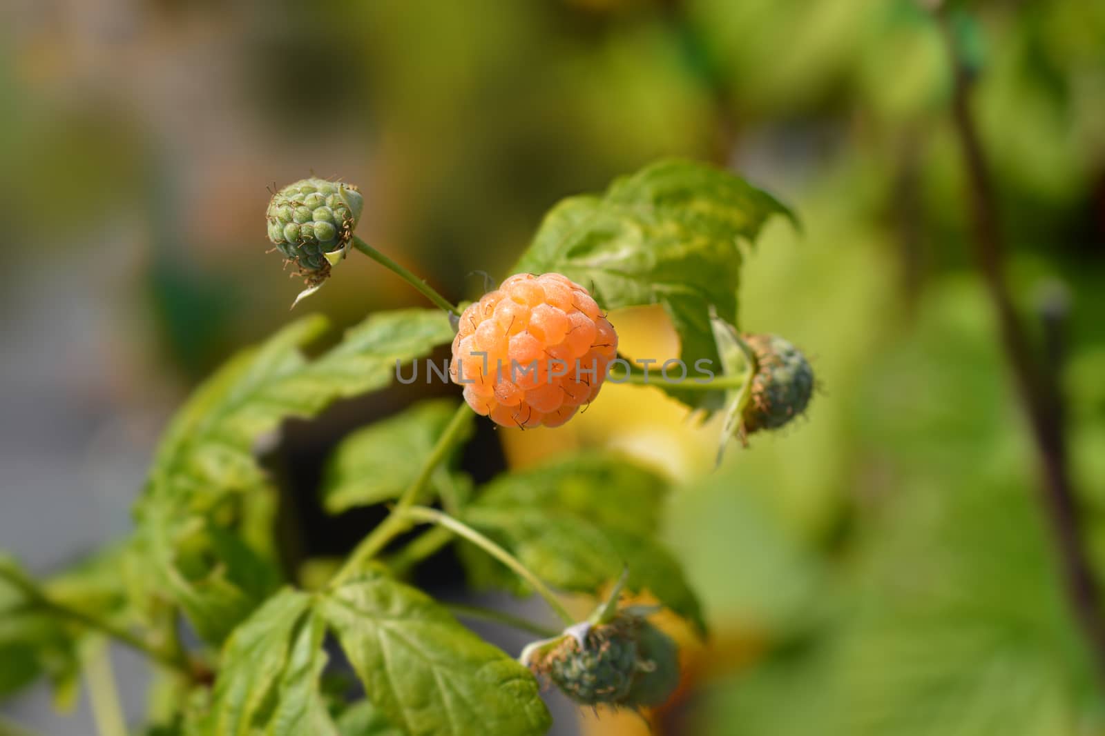 Raspberry Fallgold - Latin name - Rubus idaeus Fallgold