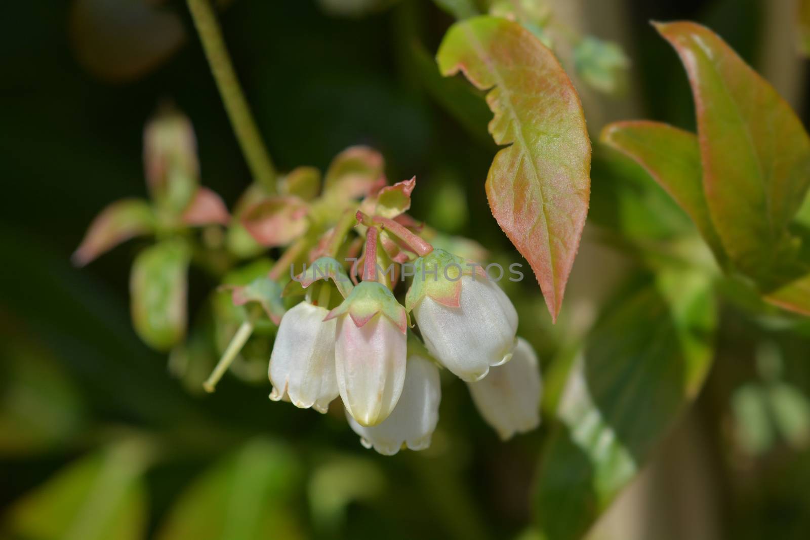 Blueberry Goldtraube - Latin name - Vaccinum corymbosum Goldtraube