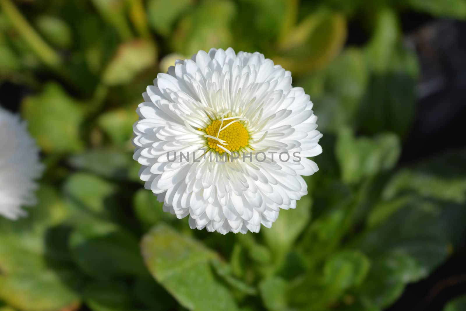 English daisy cultivar - Latin name - Bellis perennis