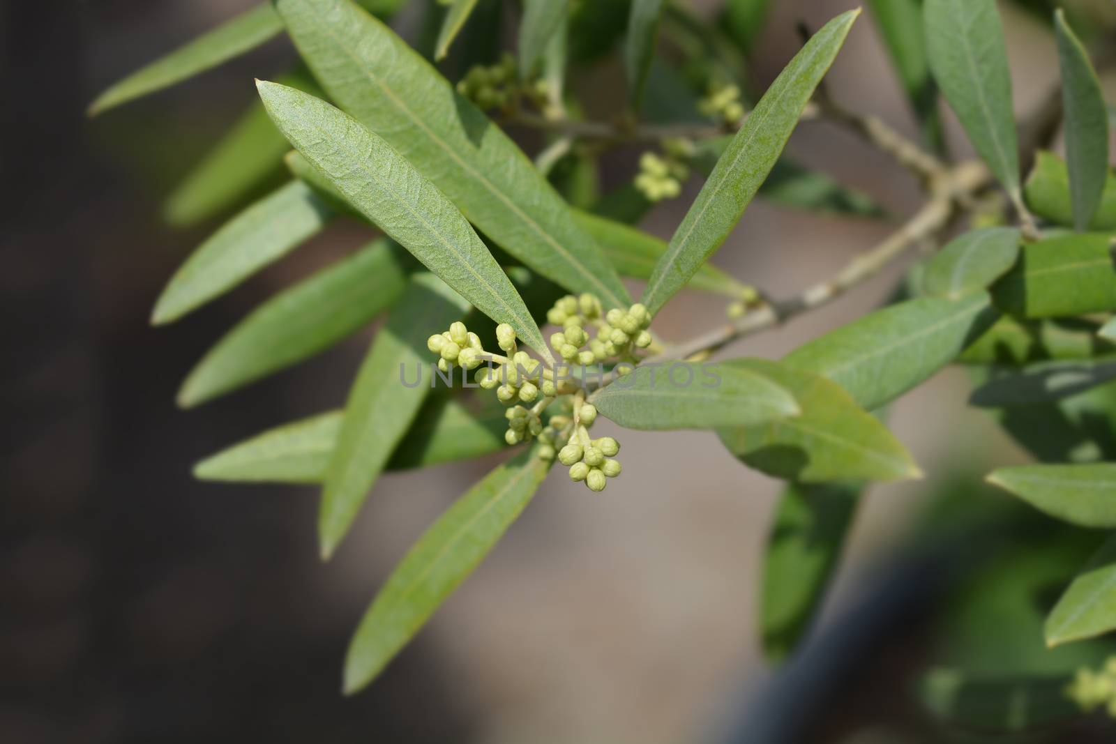 Common olive - Latin name - Olea europaea