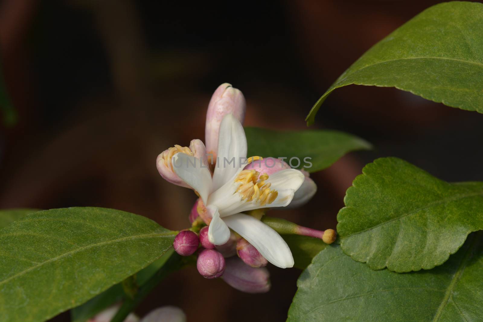 Lemon flower - Latin name - Citrus limon