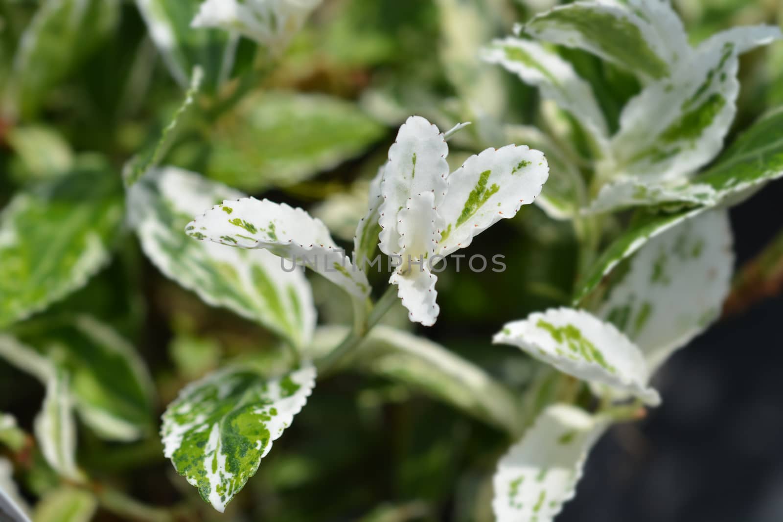 Wintercreeper Harlequin - Latin name - Euonymus fortunei Harlequin