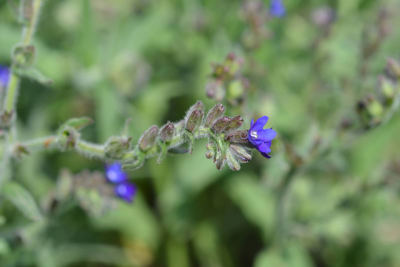 Common bugloss - Latin name - Anchusa officinalis