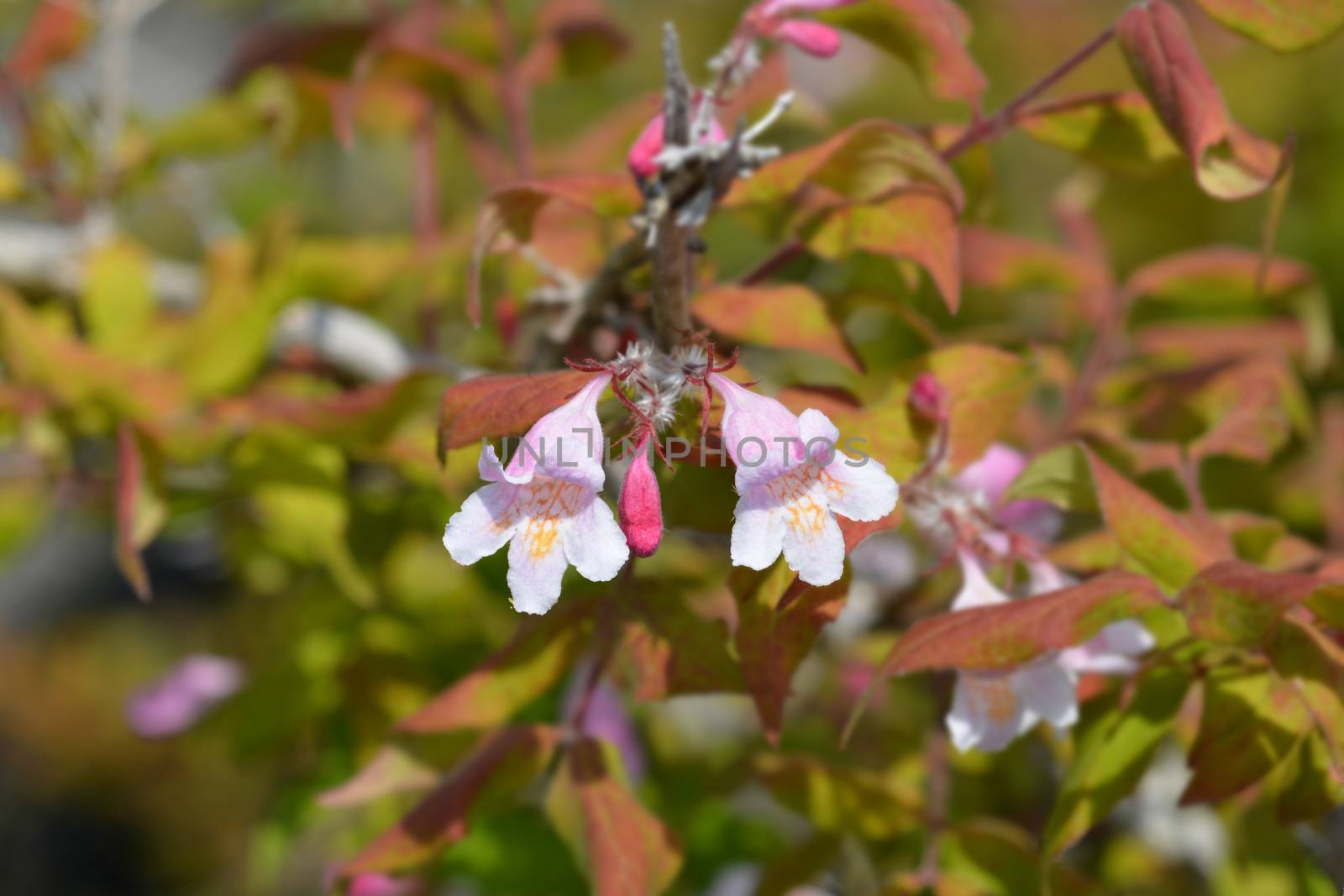 Beauty bush - Latin name - Kolkwitzia amabilis