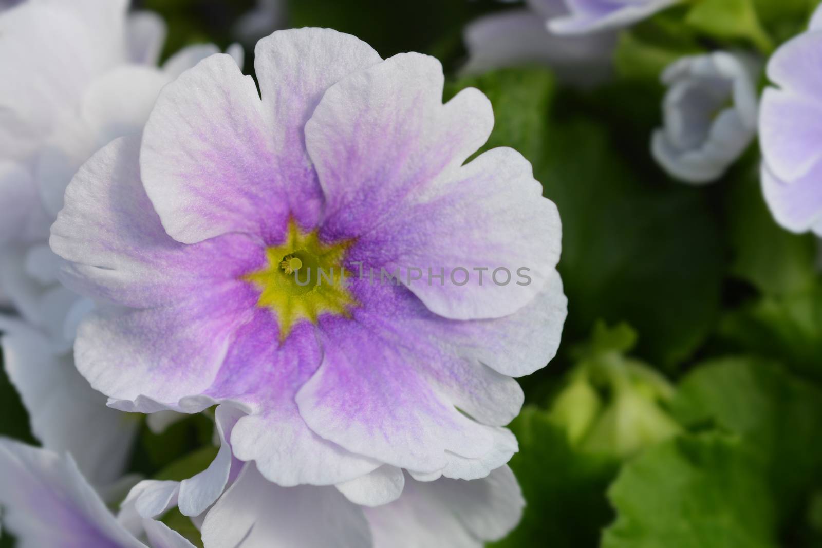 White and purple Poison primrose - Latin name - Primula obconica