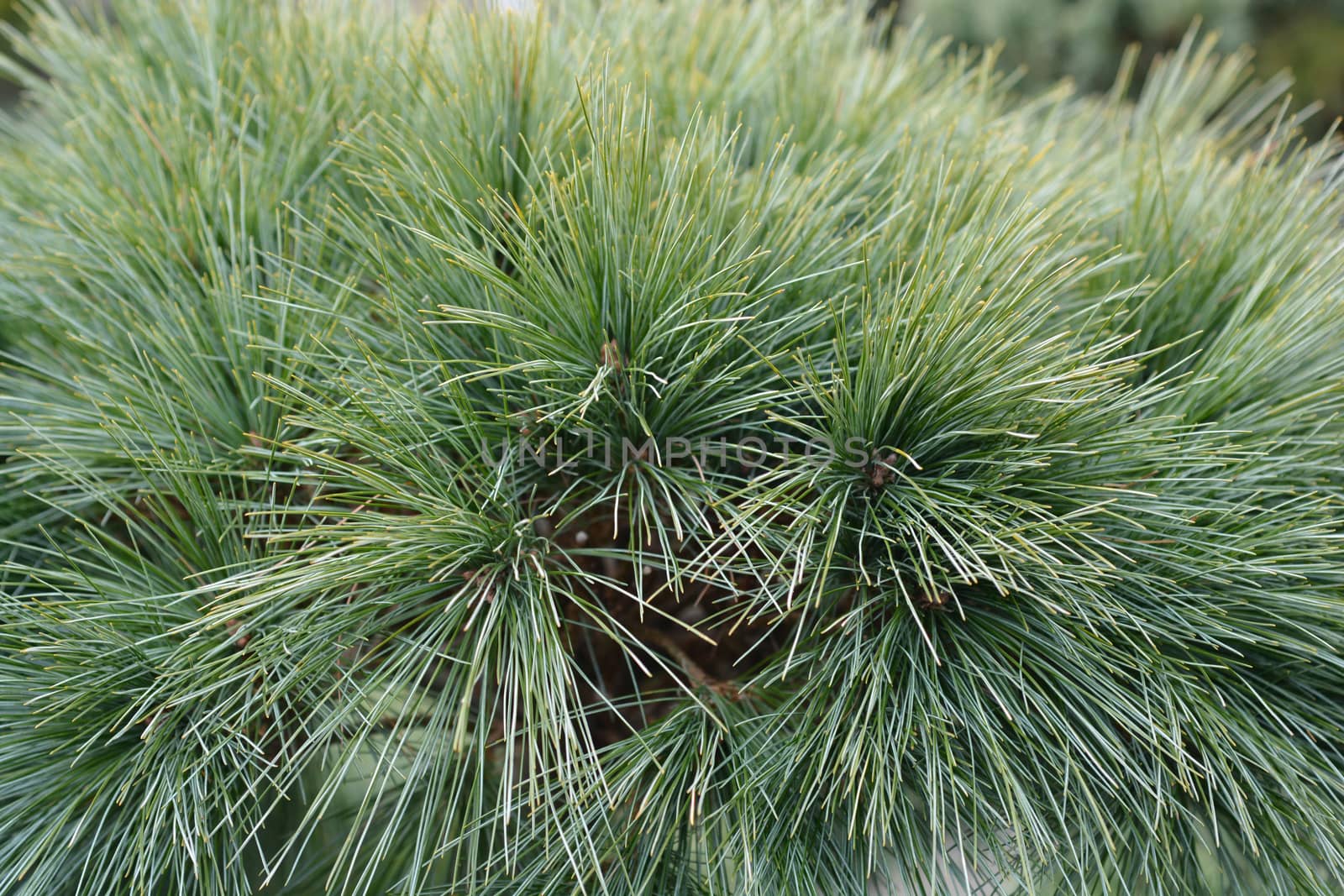 Eastern white pine Radiata - Latin name - Pinus strobus Radiata