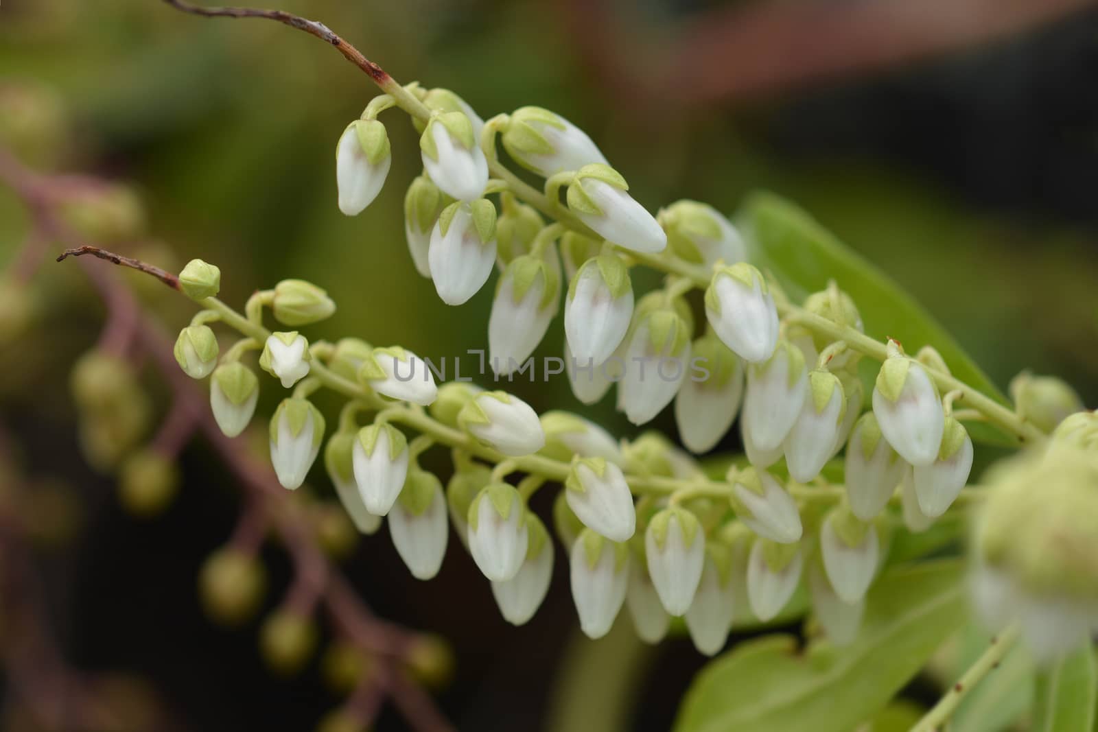 Forest Flame Lily of the Valley Shrub - Latin name - Pieris x Forest Flame