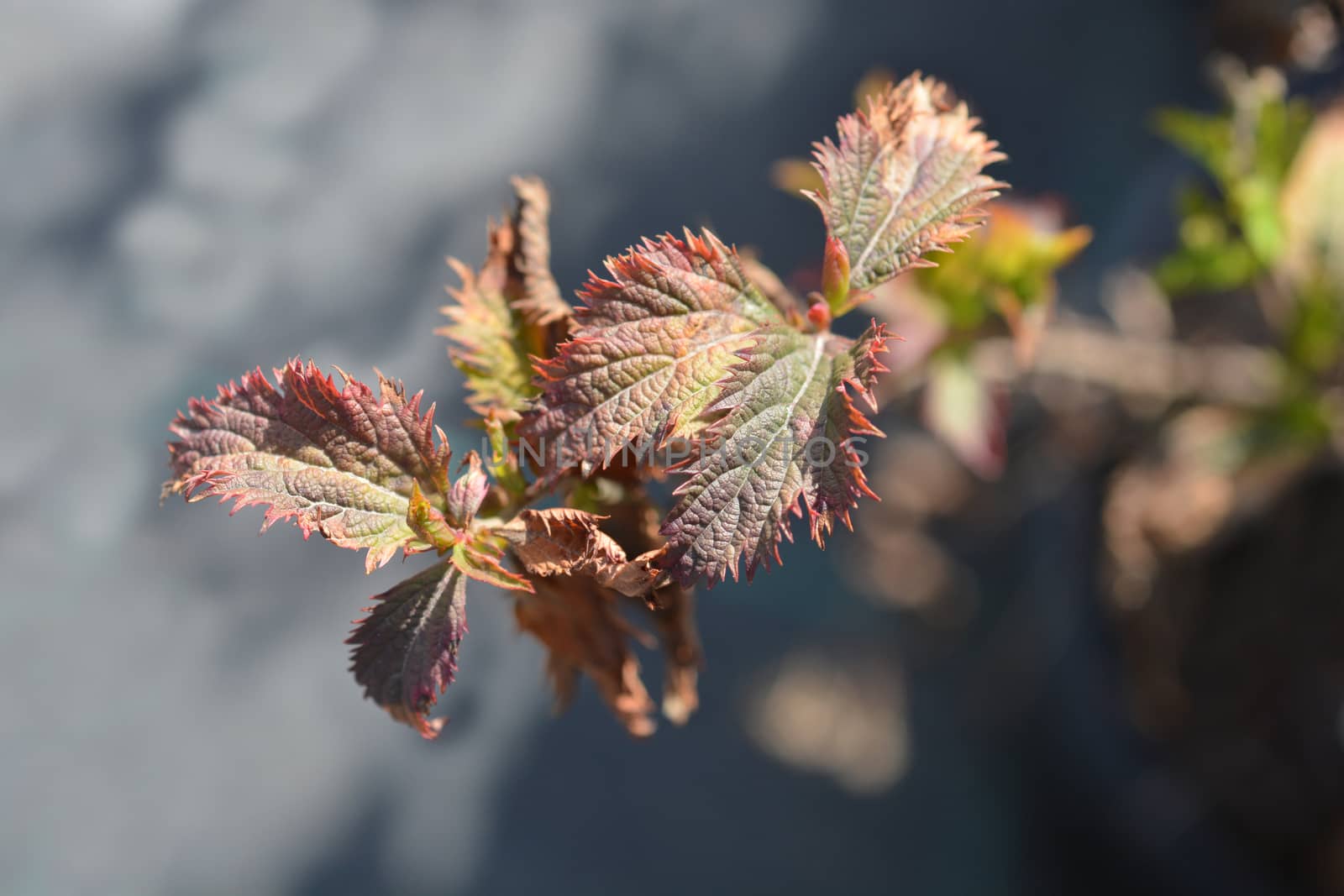 Crispa spirea - Latin name - Spiraea x bumalda Crispa