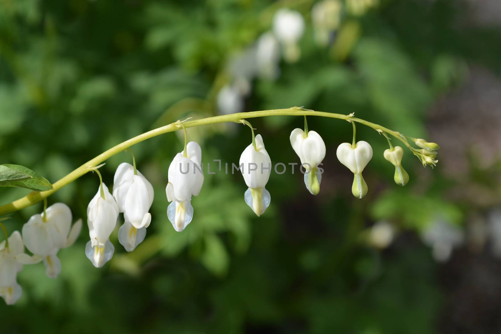 Bleeding heart white flowers - Latin name - Lamprocapnos spectabilis Alba (old name Dicentra spectabilis Alba)