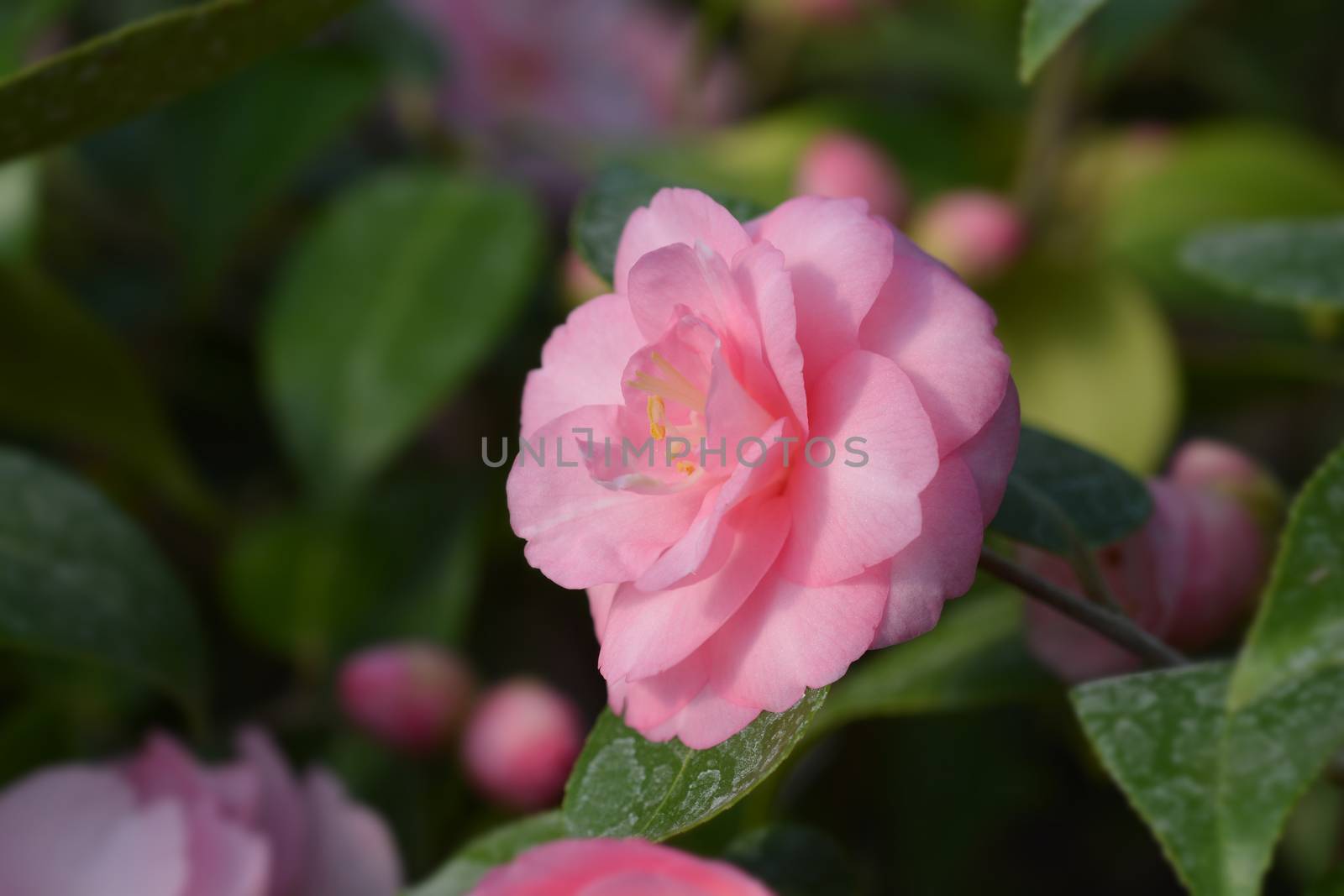 Camellia Spring Festival - Latin name - Camellia x williamsii Spring Festival