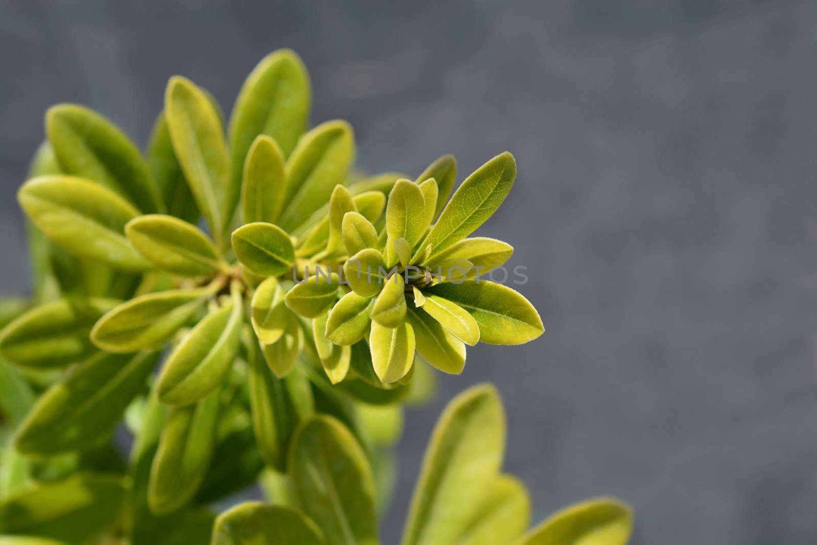 Dwarf Japanese Mock Orange - Latin name - Pittosporum tobira Nanum