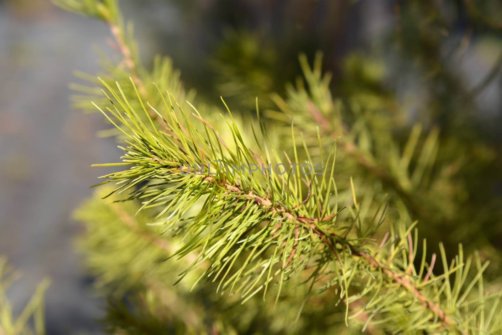 Aleppo pine - Latin name - Pinus halepensis