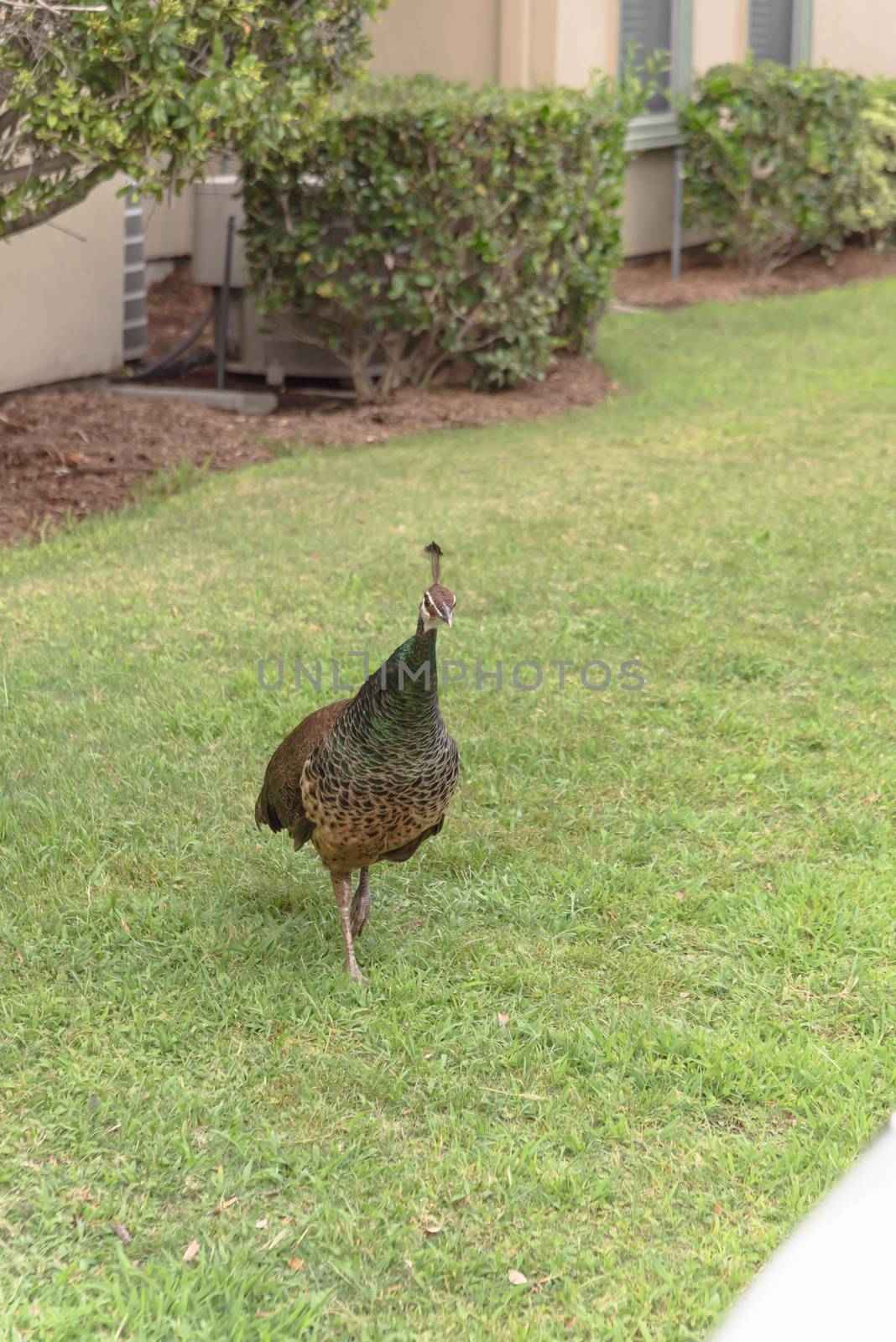 Peacock at apartment complex outside of Houston, Texas, USA by trongnguyen