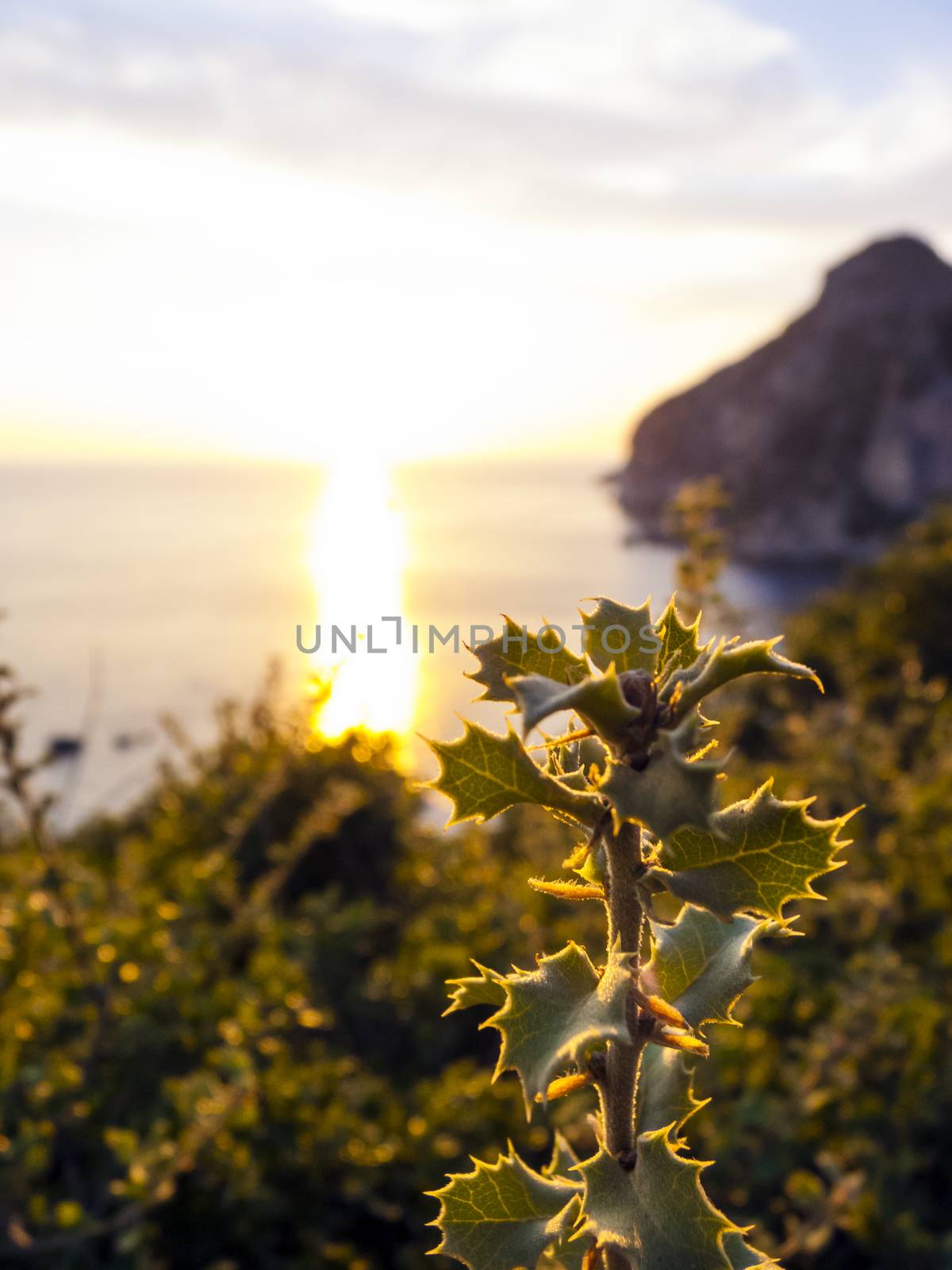 Beautiful sunset with thorns plant silhouette at Corfu island, Greece