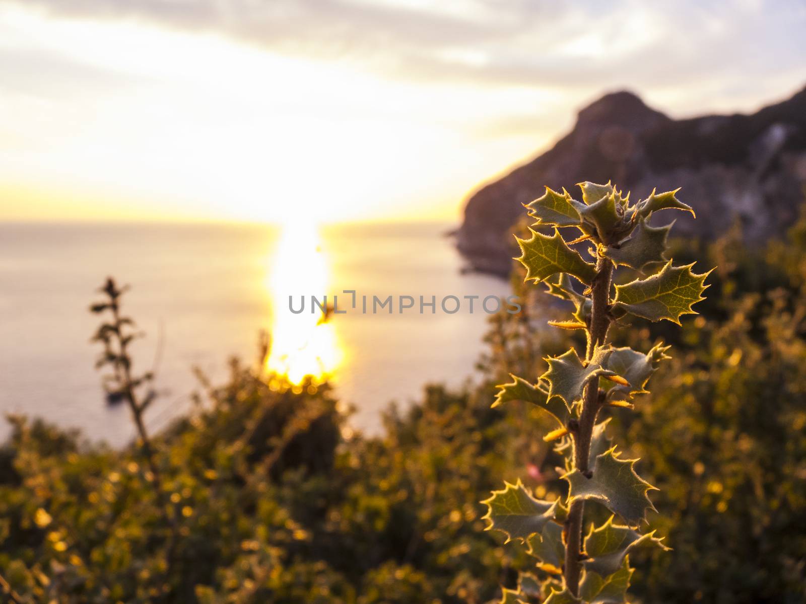 Beautiful sunset with thorns plant silhouette at Corfu island, Greece