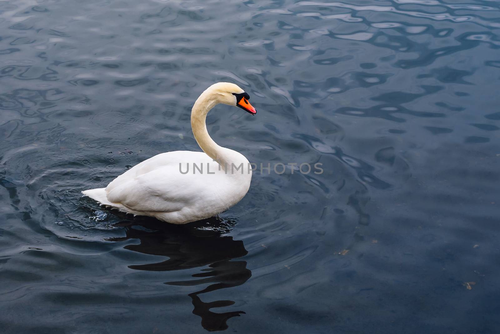 Single White Swan on the Pond. Water on Background with Ripples. Copy Space on the Right.
