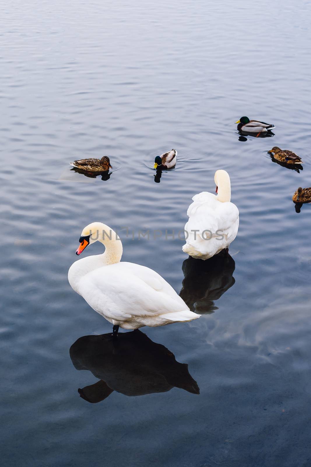 Two Swans stand in Water and Ducks Swim on Backdrop. Vertical Orientation.