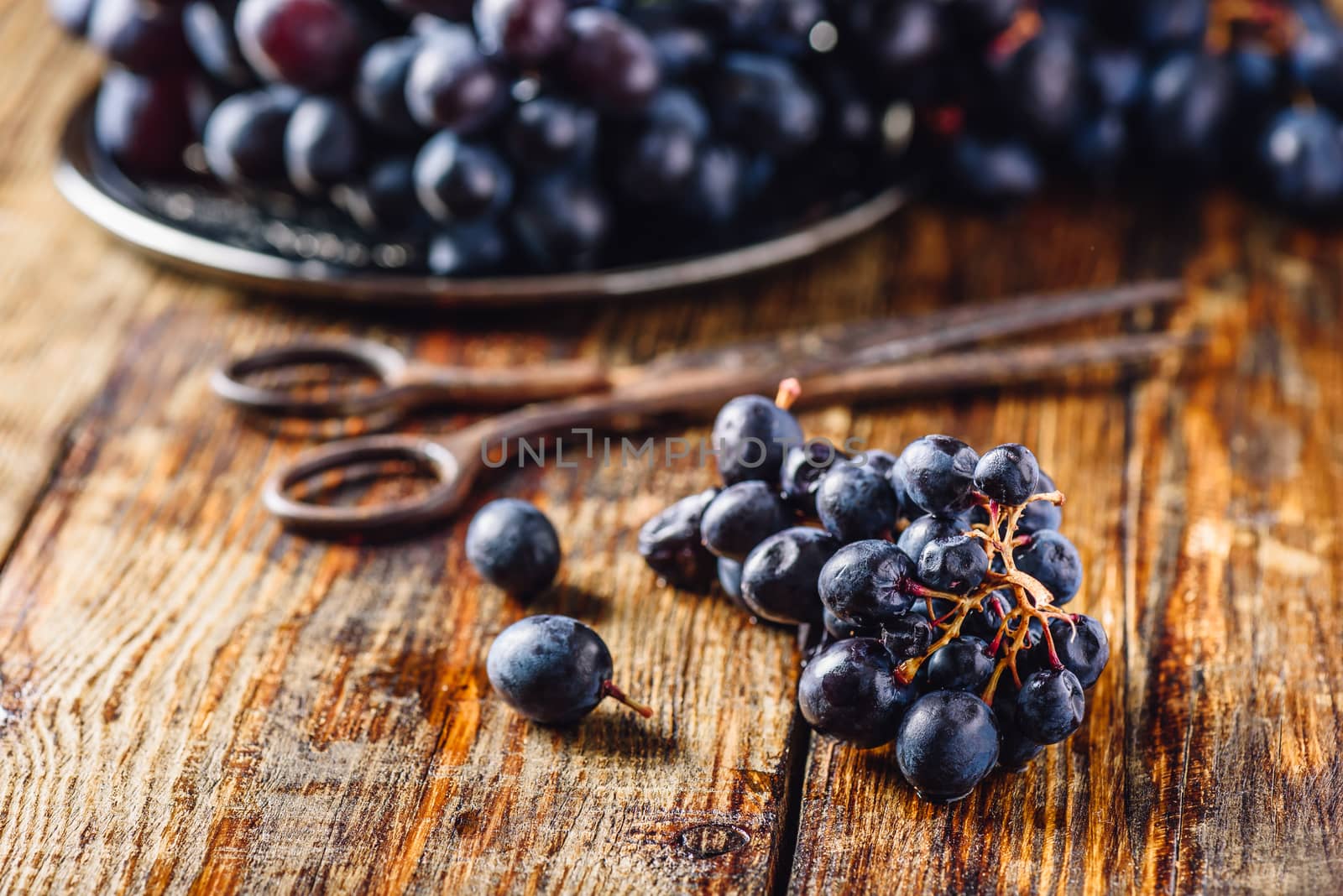 Blue Vine Grapes and Rusty Scissors on Wooden Background.