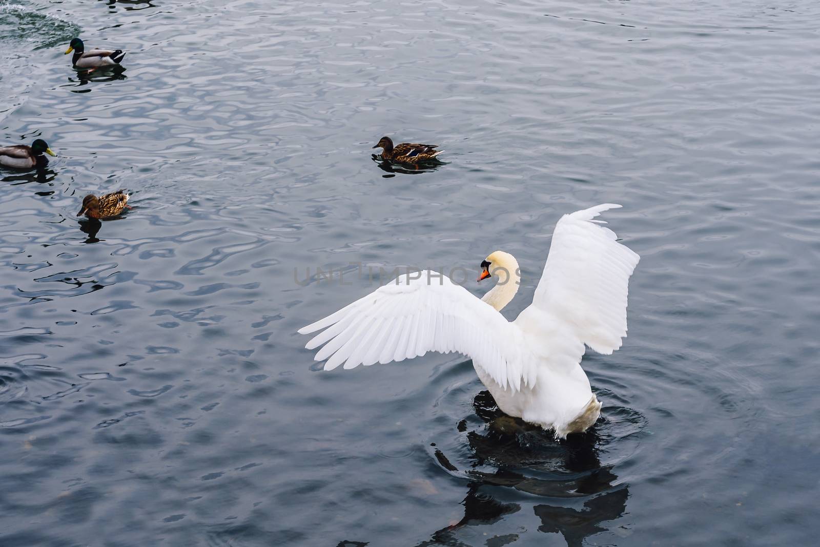 Swan Flaps Its Wing  and Few Ducks Swim on Backdrop.