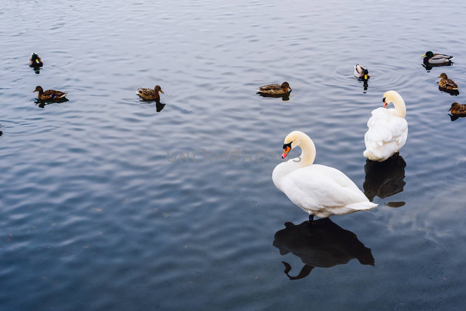 Two Swans stand in Water and Ducks Swim on Backdrop.Copy Space on the Left Side.