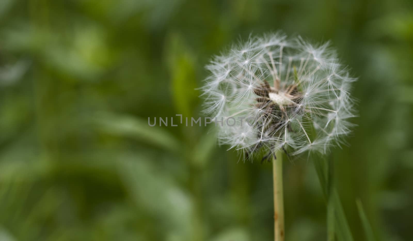 Dandelion seeds in the forest across a fresh green morning background 