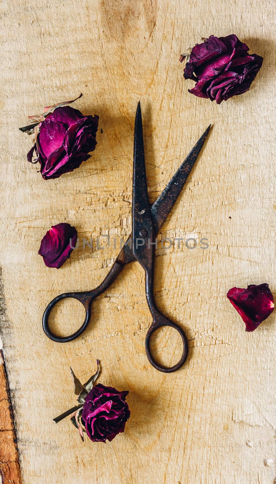 Scissors with Rosebuds. by Seva_blsv