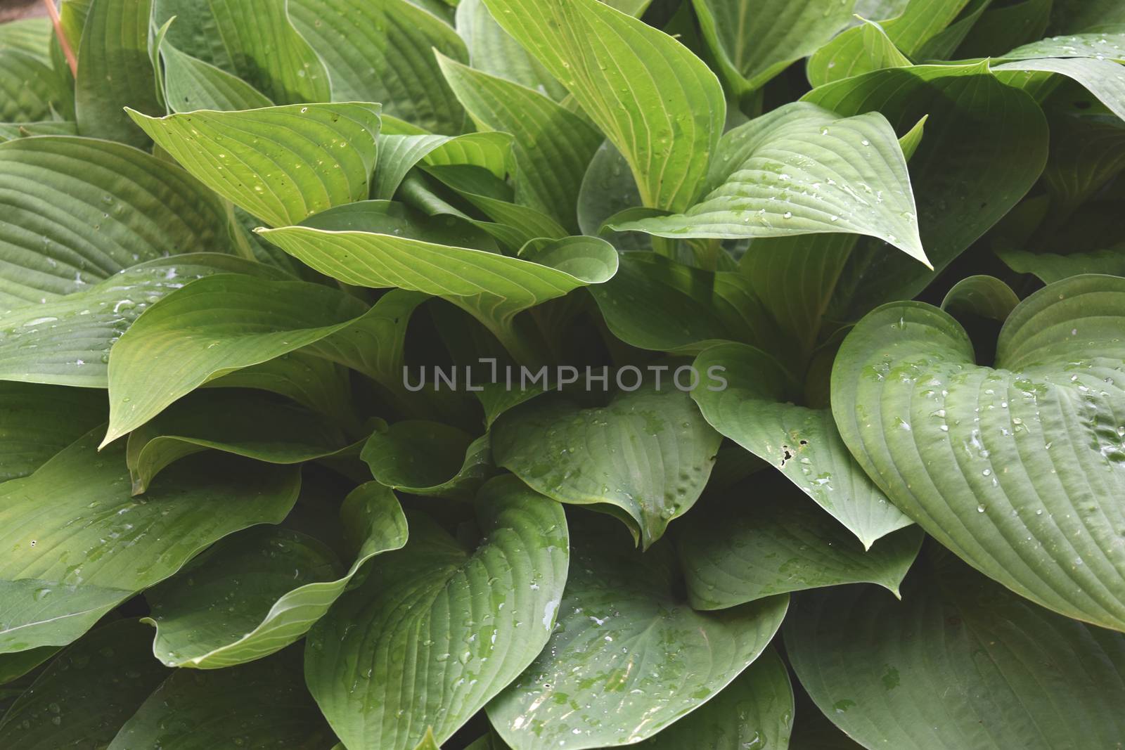 Green Plant Background For Your Design And Needs