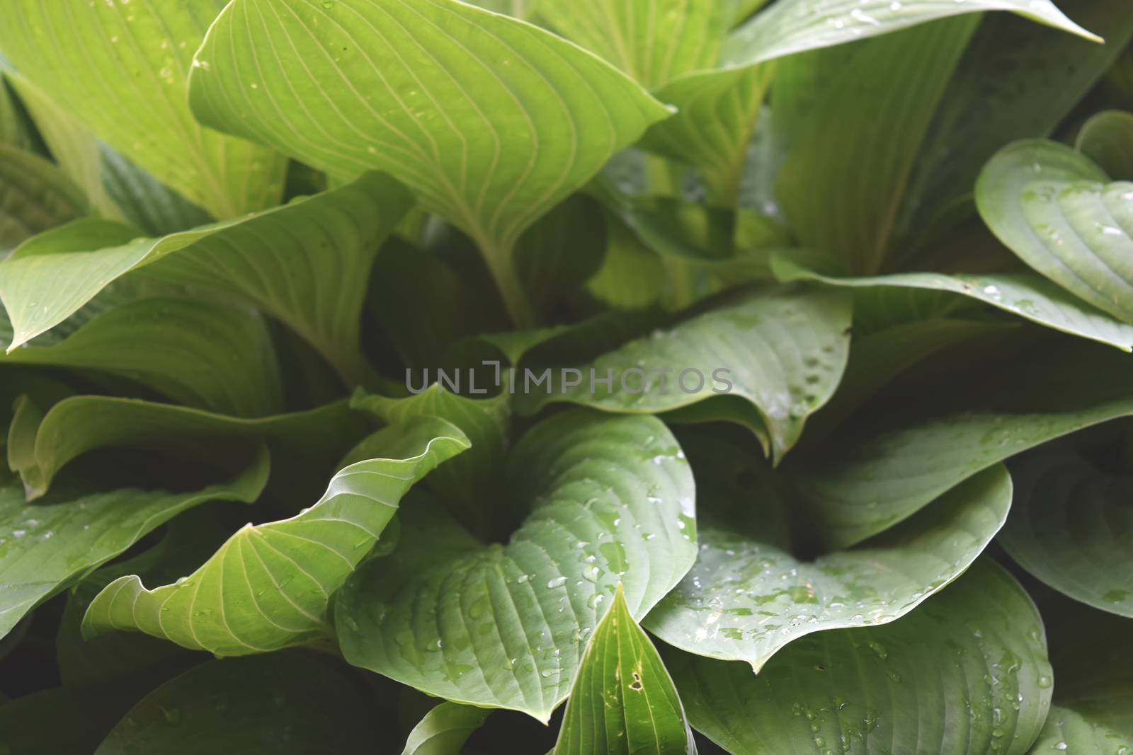 Green Plant Background For Your Design And Needs