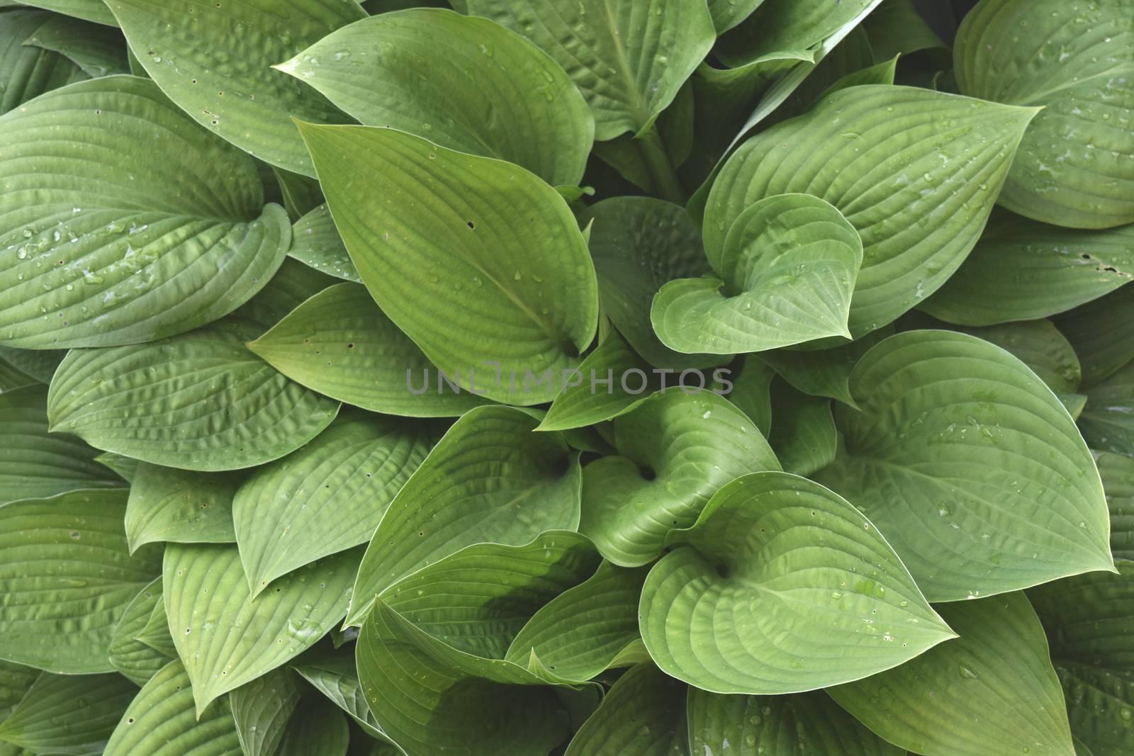 Green Plant Background For Your Design And Needs