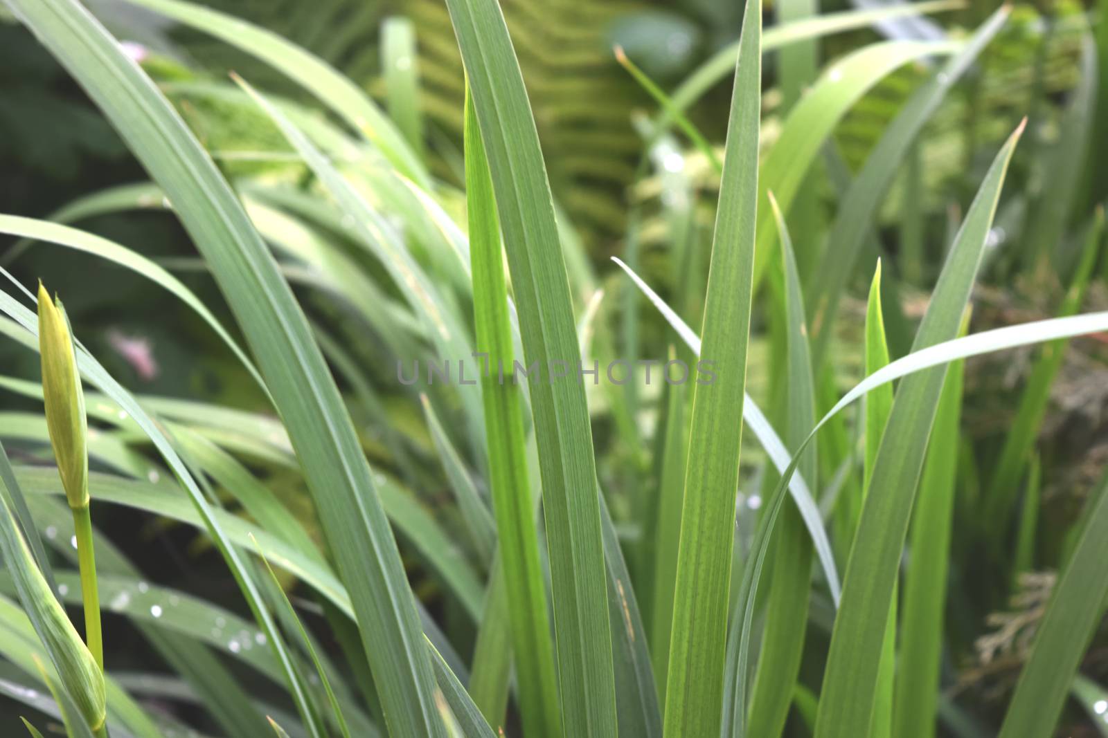 Green Plant Background For Your Design And Needs