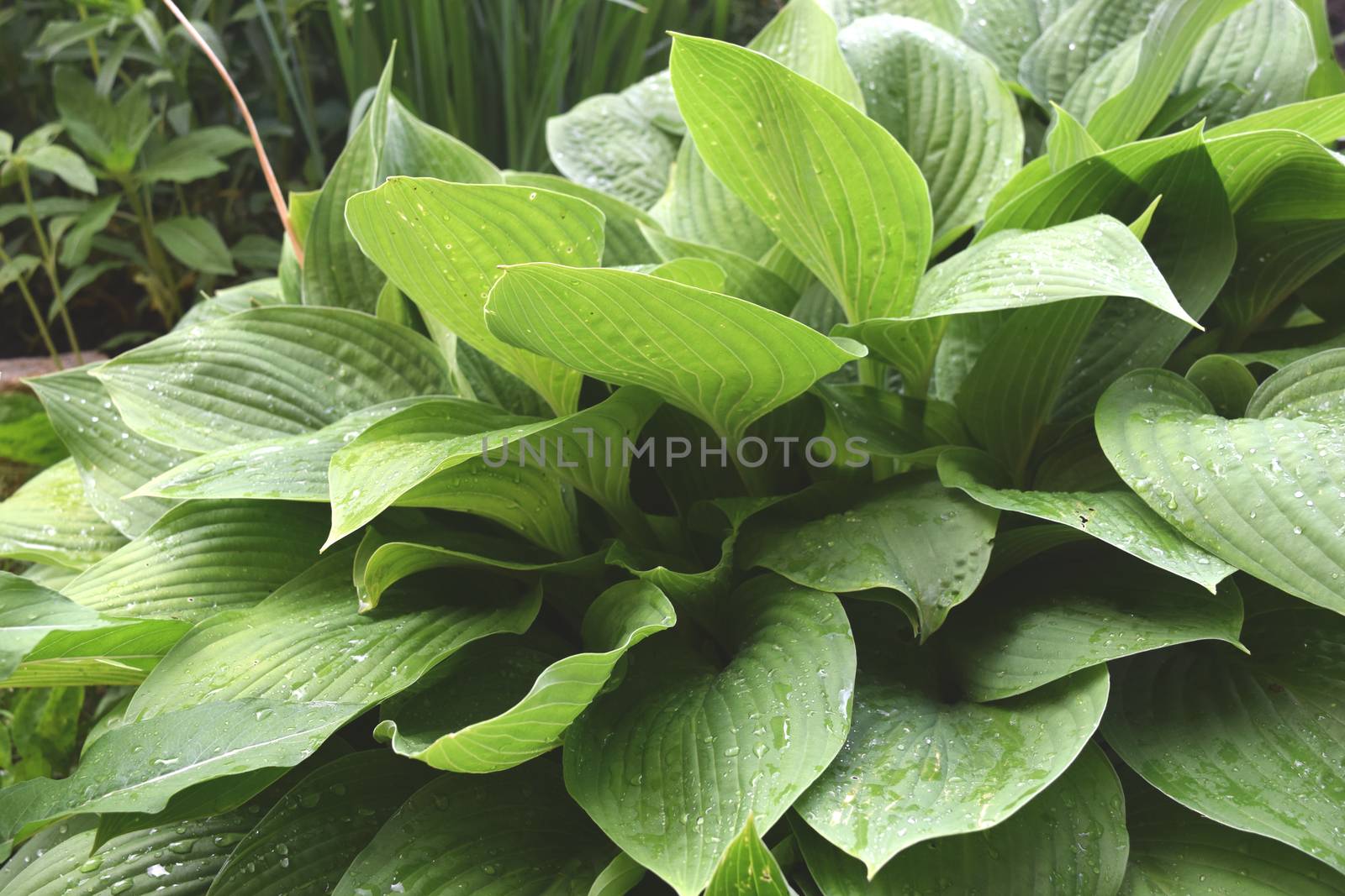 Plant Background For Your Design And Needs by IaroslavBrylov