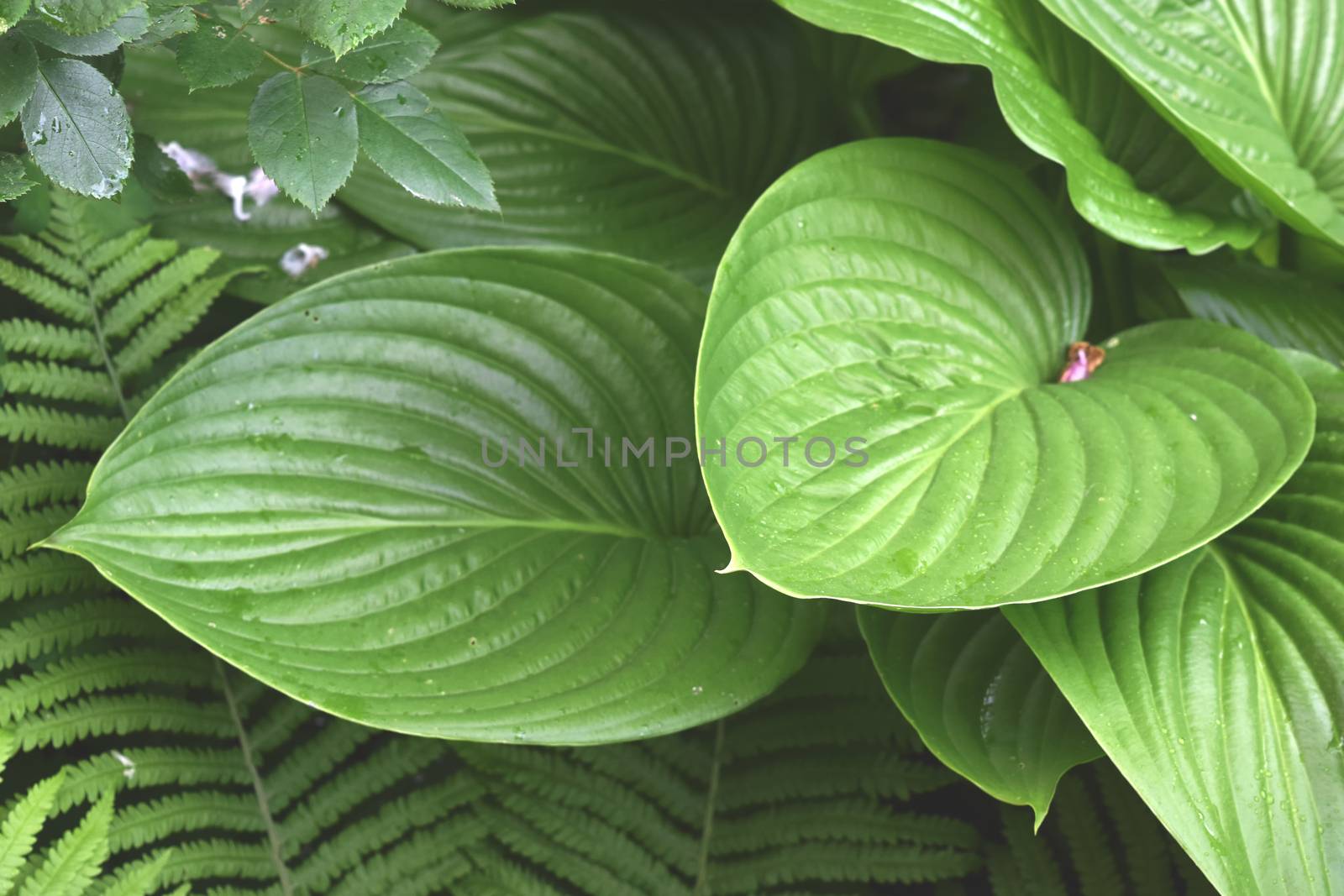 Green Plant Background For Your Design And Needs