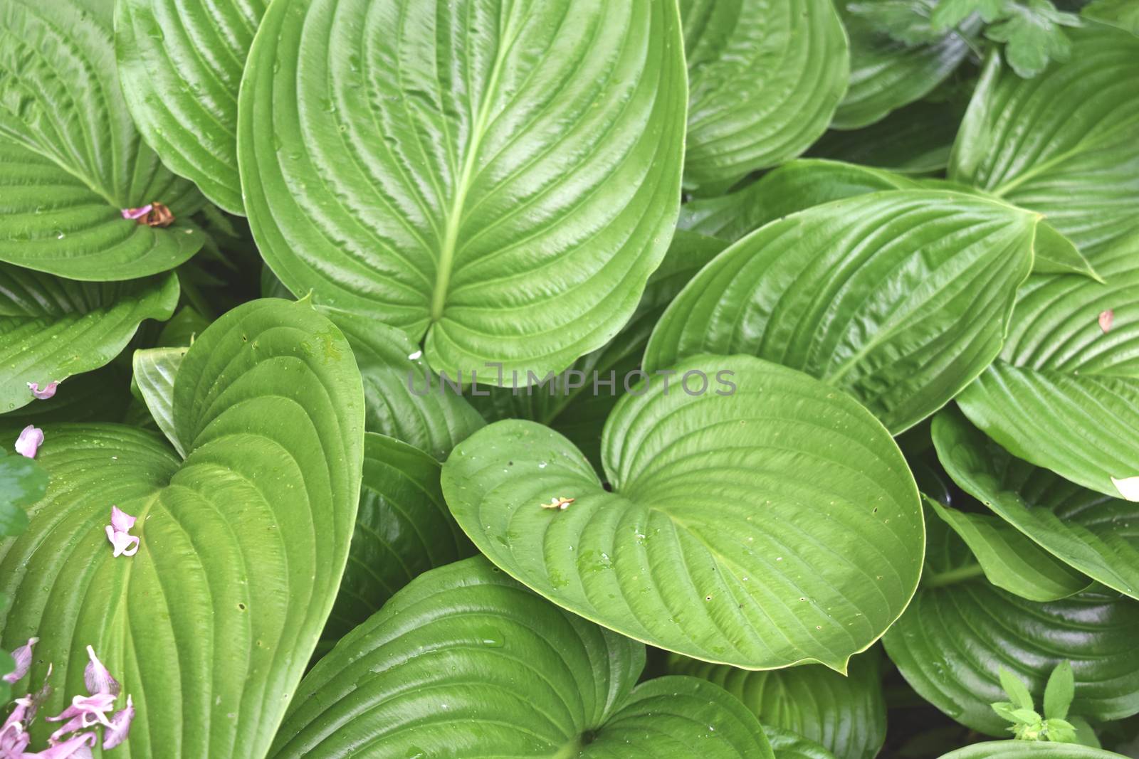 Green Plant Background For Your Design And Needs