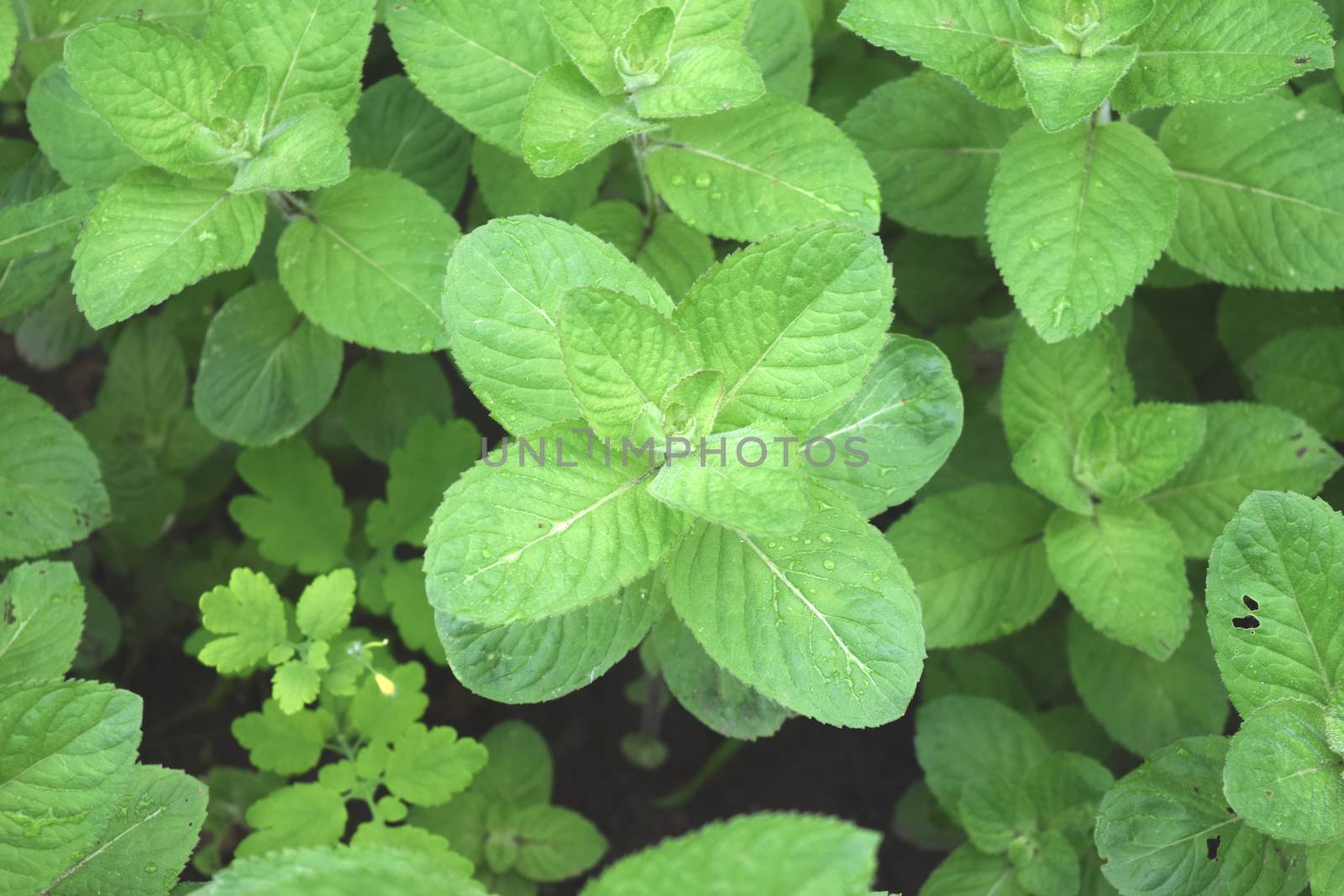 Melissa plant, lemon balm in the garden. by IaroslavBrylov