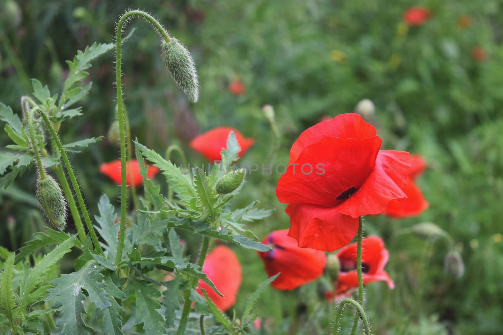 Green Plant Background For Your Design And Needs