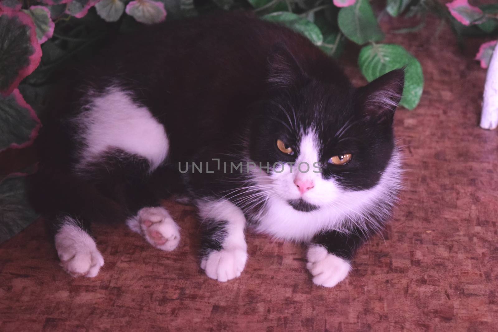 black and white domestic cat lying on the floor