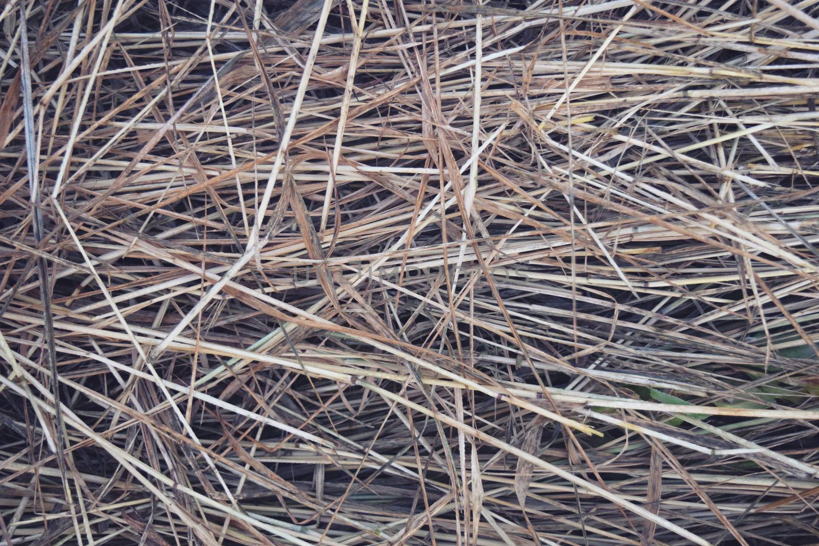 Hay Background, Hay Wallpaper, Hay Background Macro Nature