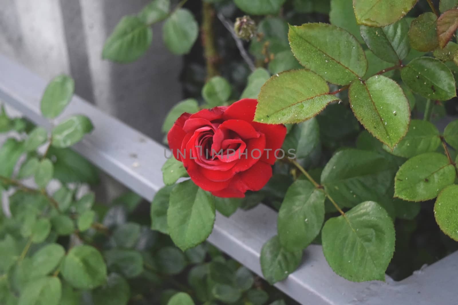 Red rose flower blooming in roses garden on background by IaroslavBrylov