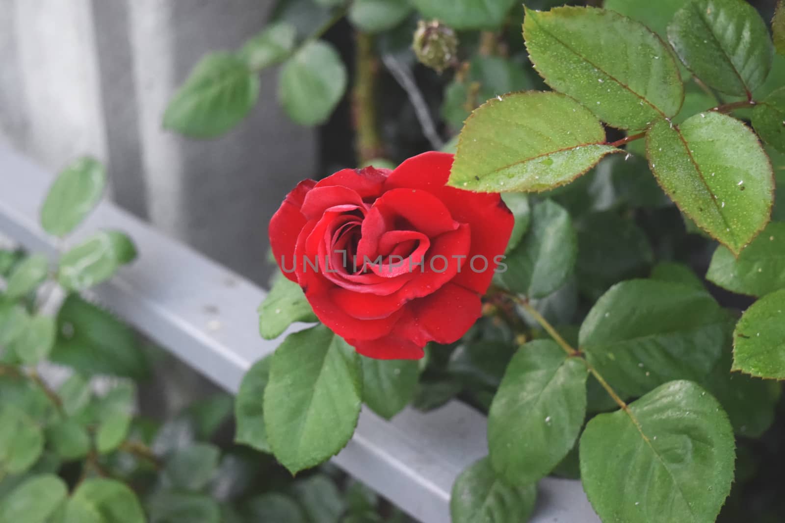 Red rose flower blooming in roses garden on background by IaroslavBrylov