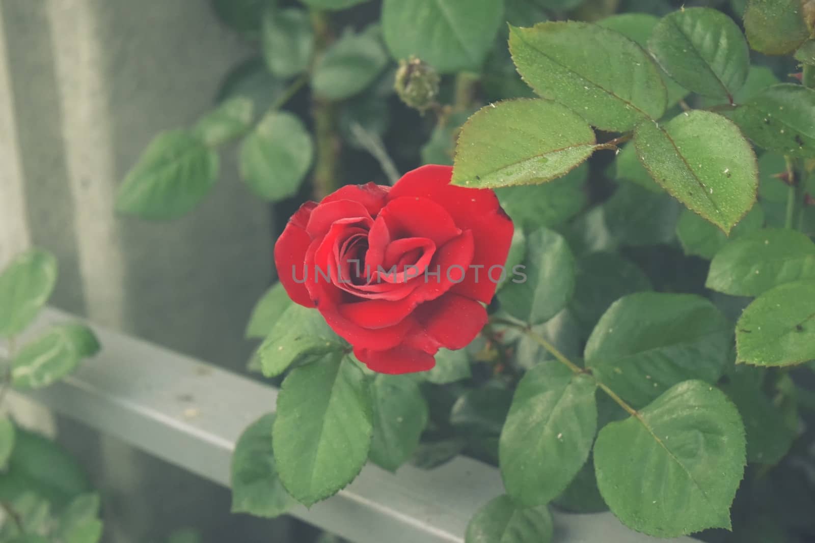 Red rose flower blooming in roses garden on background by IaroslavBrylov