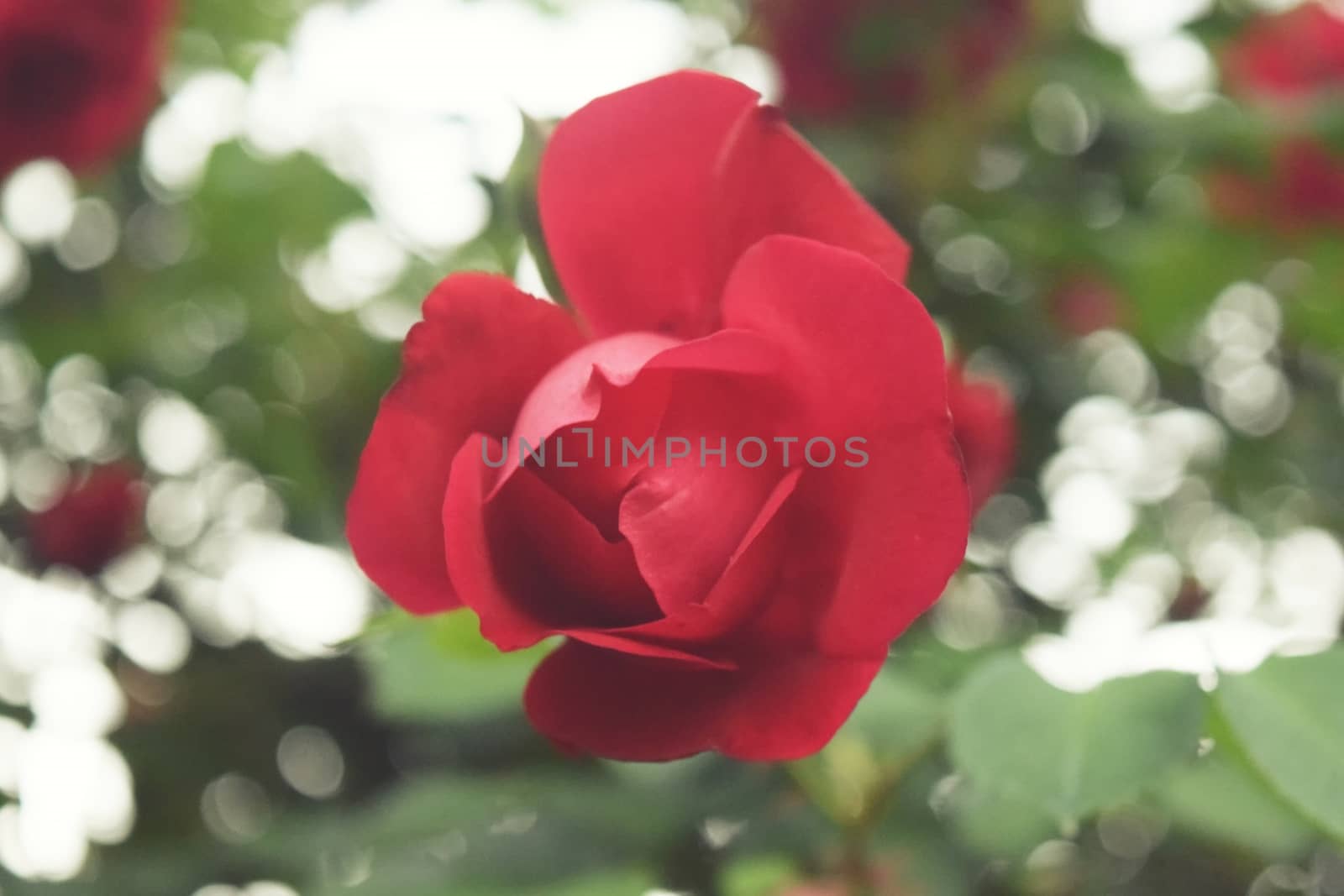 Red rose flower blooming in roses garden on background by IaroslavBrylov
