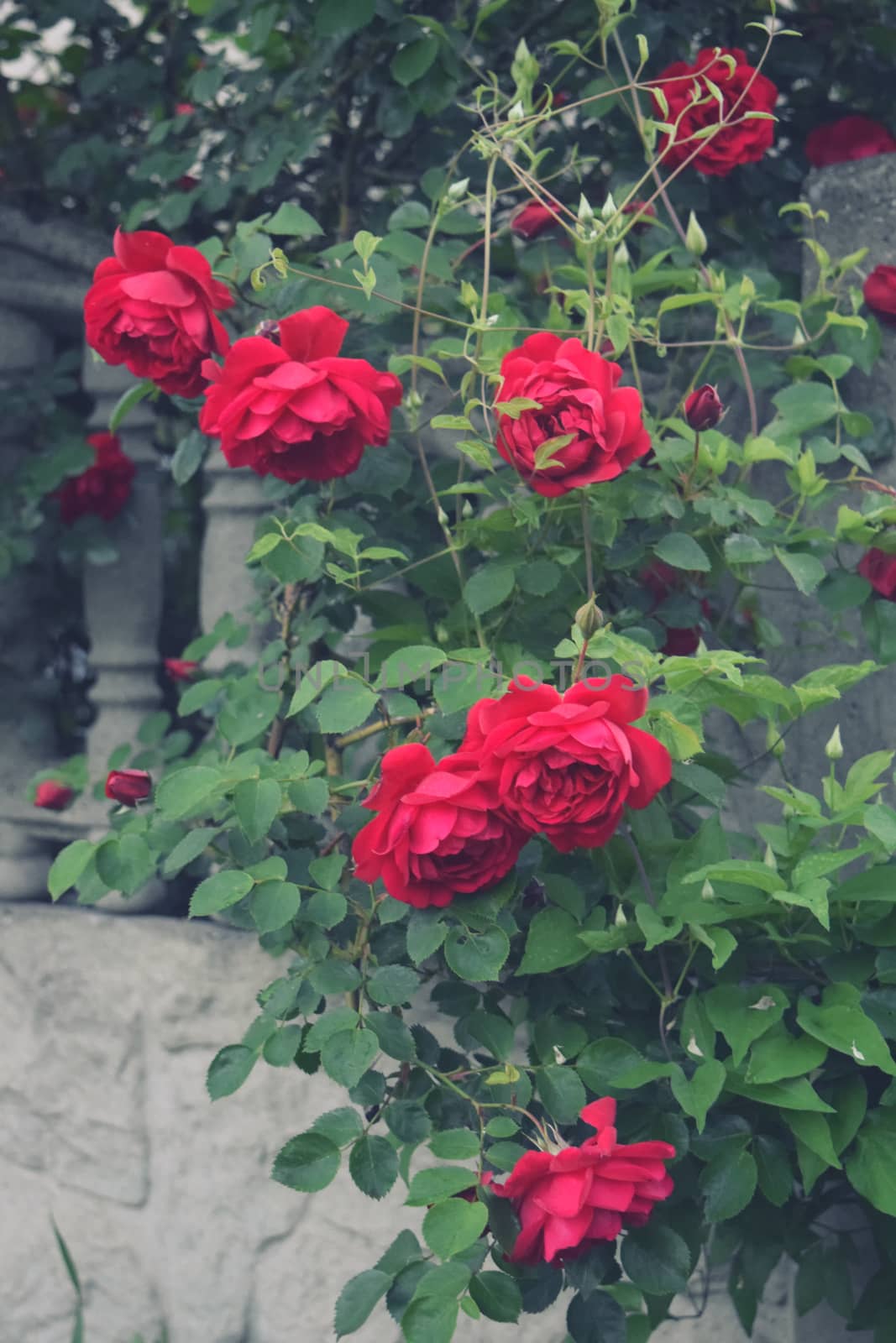 Bushes of red or scarlet rose flowers lit by bright sun, fence . Flowering time, natural floral fence. Gardening, plants for landscape design