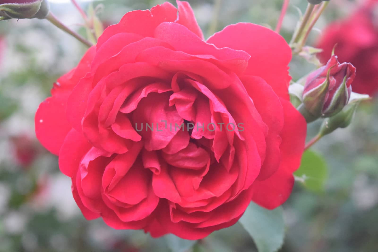 Red rose flower blooming in roses garden on background by IaroslavBrylov