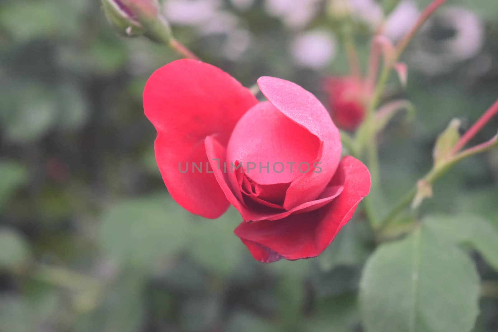 Red rose flower blooming in roses garden on background by IaroslavBrylov