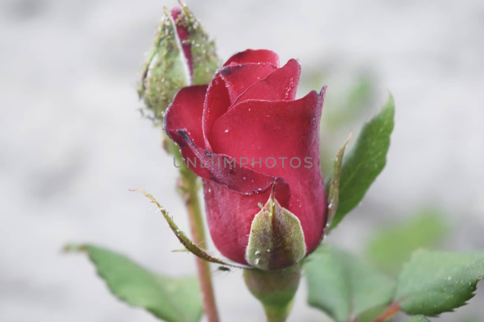 Red rose flower blooming in roses garden on background red roses flowers.