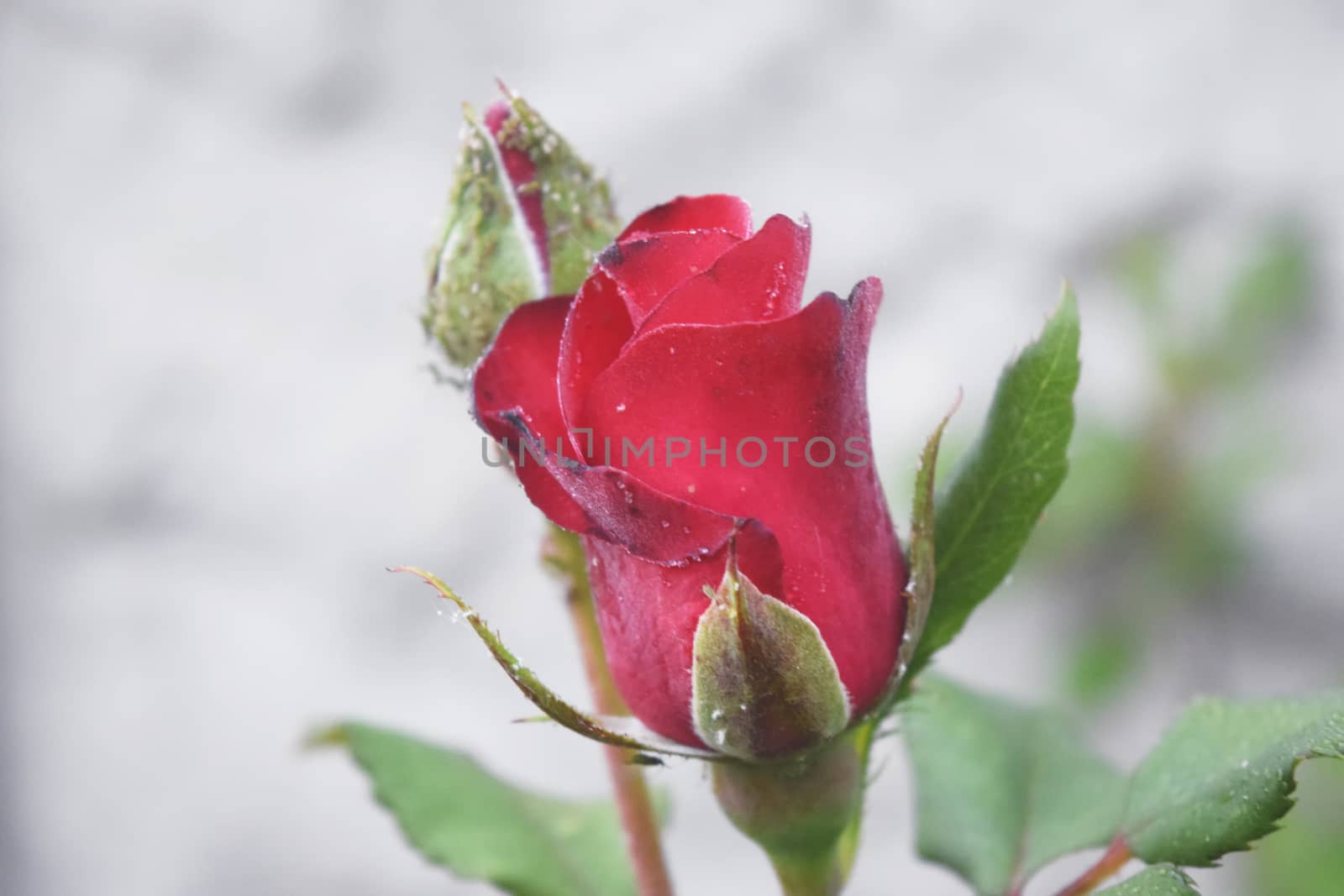 Red rose flower blooming in roses garden on background by IaroslavBrylov