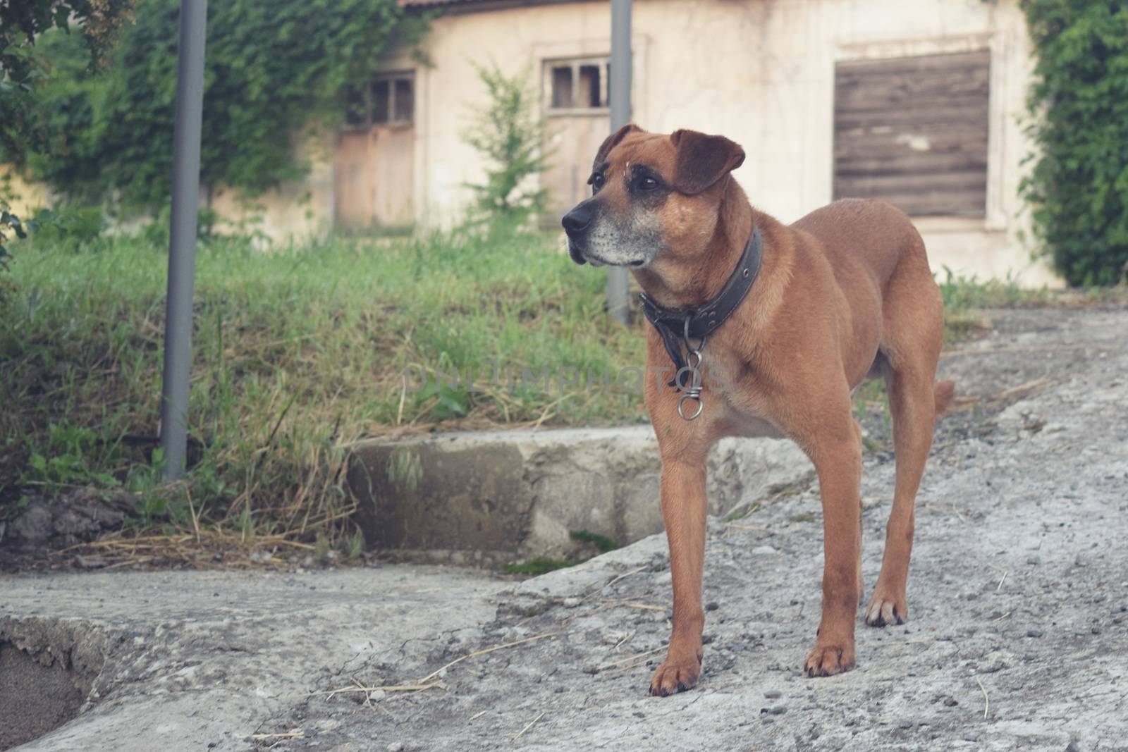red dog on the street waiting for his master