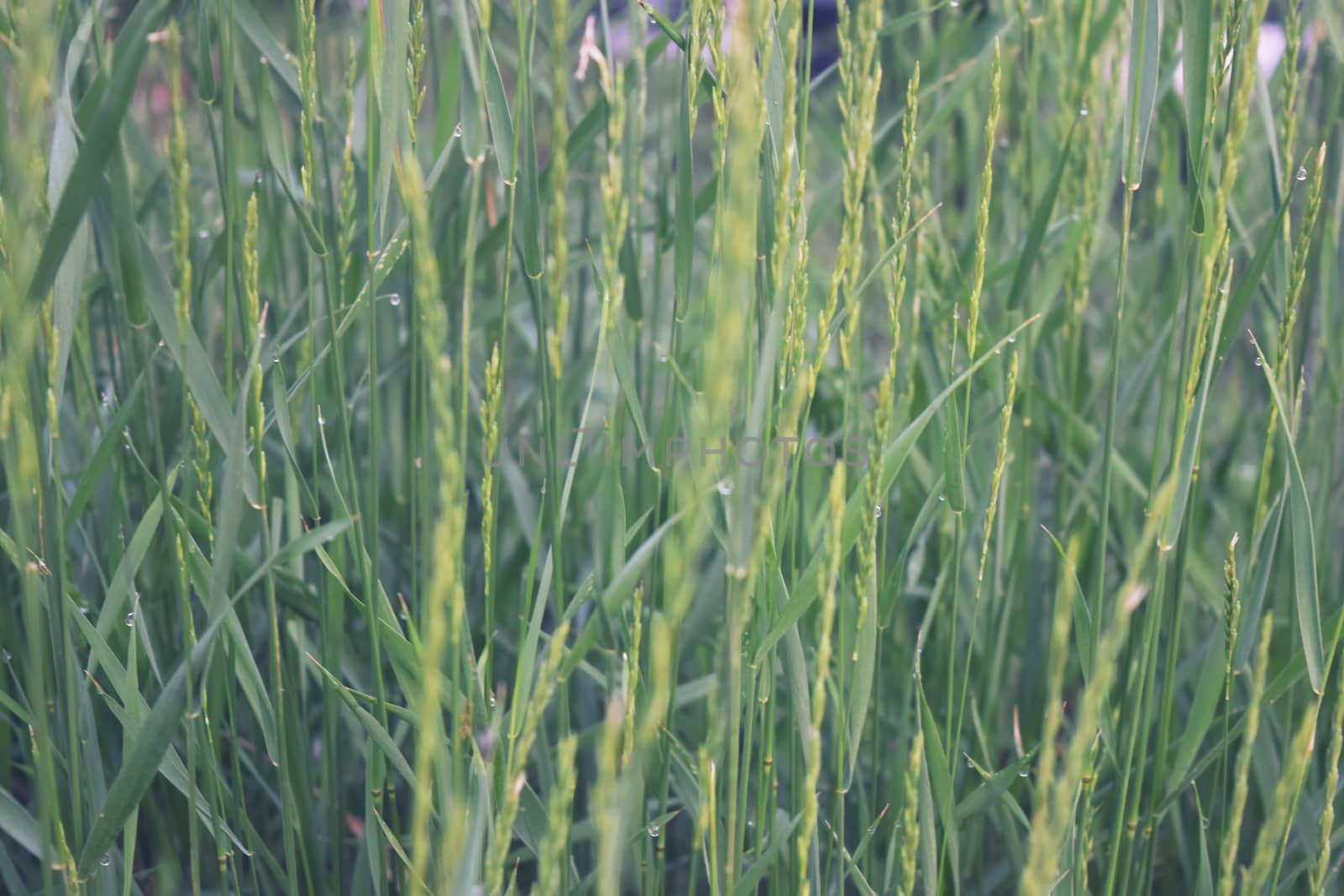 Grass on the field during sunrise. Agricultural landscape in the summer time