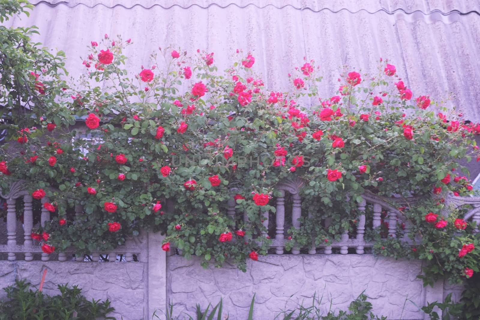 Bushes of red or scarlet rose flowers lit by bright sun, fence . Flowering time, natural floral fence. Gardening, plants for landscape design