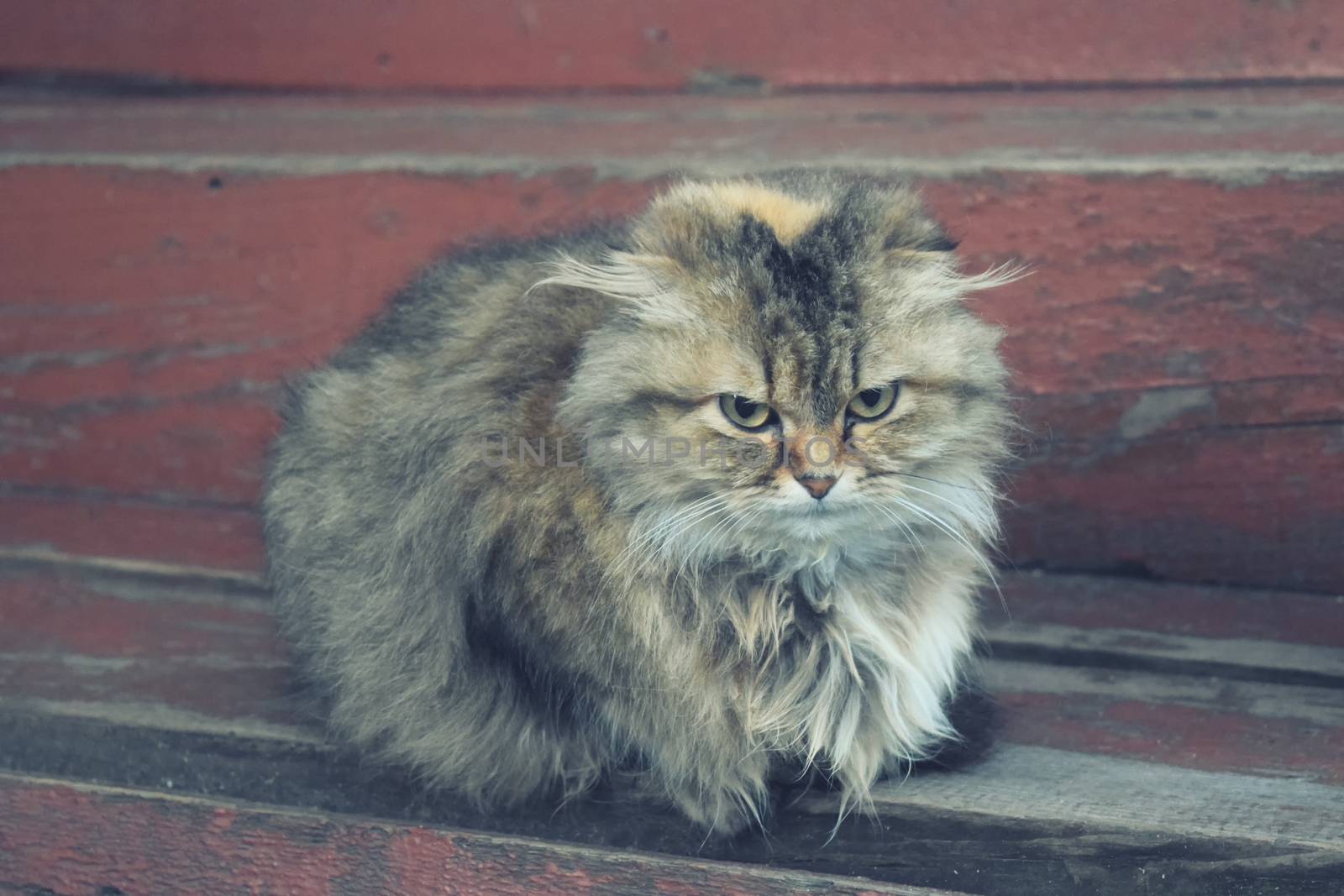 furry cat sitting on a wooden ladder by IaroslavBrylov